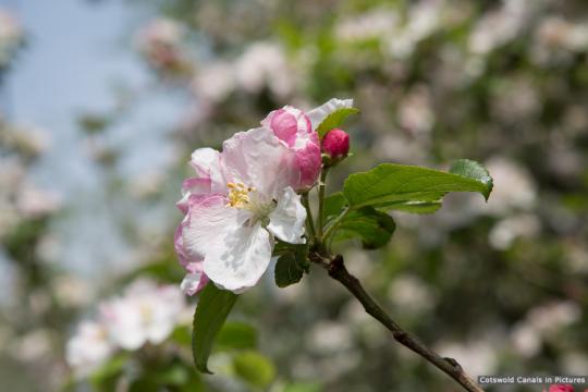 Apple blossom at River Churn aqueduct (site of)