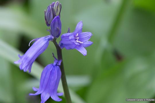 Bluebell at Daneway
