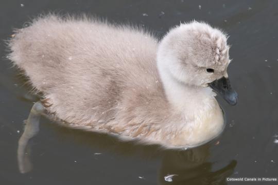 Signet on the Stroudwater
