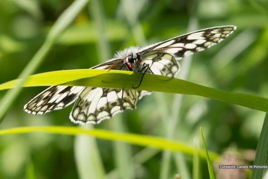 Marbled White butterfly (Daneway)