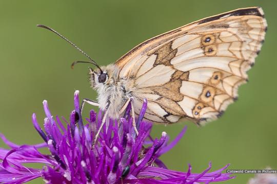 Marbled White butterfly (Daneway)